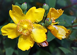 großblumiges 圣约翰草,圣约翰草,开花