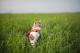 猫,草地,皮带