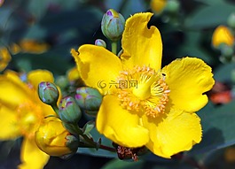 großblumiges 圣约翰草,圣约翰草,开花