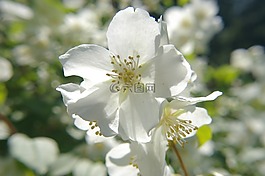 满洲灌木,花,白