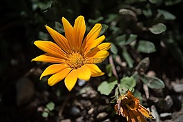 花,橙,橙花