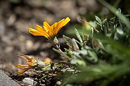 花,橙,橙花