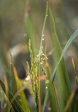 水稻植株,稻田,水稻