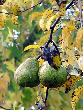 水果,秋天,梨子