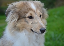 狗,婊子年轻的狗,小狗