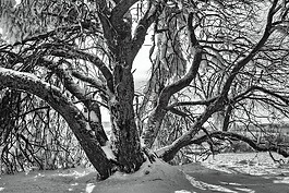 sw,冬天,雪