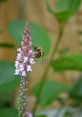 熊蜂,喝花蜜,淡粉色珍珠菜