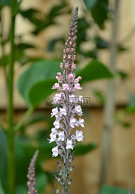 淡粉色珍珠菜,植物,花园