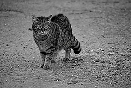 猫,猫科动物,动物