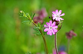 红坎皮恩,silene dioica,红 catchfly
