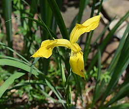黄菖蒲,新开,花