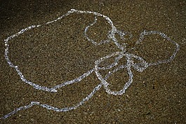 蜗牛,煤泥步道,闪亮