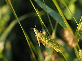 蚱蜢,翻动,绿色