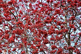 罗恩,红色,自然