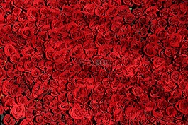 玫瑰,鲜花,红色