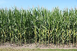 字段,玉米,农业