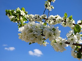 梅树,鲜花,春天