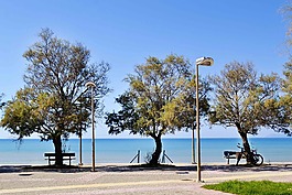 美丽的风景,海景,在海边的树