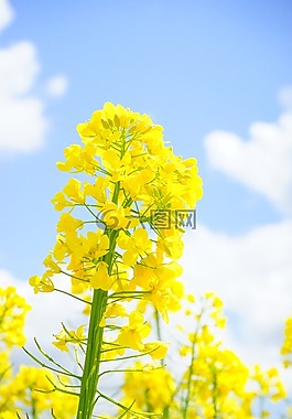 油菜开花,花序,油菜