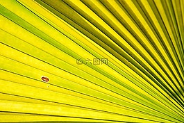 棕榈树,棕榈叶,棕榈