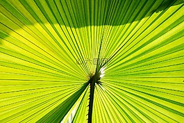 棕榈树,棕榈叶,棕榈