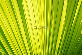棕榈树,棕榈叶,棕榈