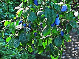 梅花,树,分支机构