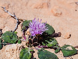 矢车aegialophila,花,紫色