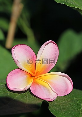 鸡蛋花,花卉,黄色