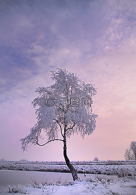 冬天树,雪,冬天