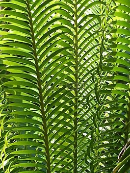 棕榈叶,植物,棕榈树
