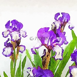 鲜花,水彩,盛开