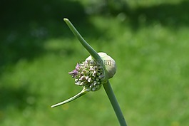大蒜,开花,韭菜