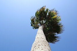 palmtree,棕榈,树