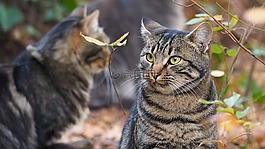 动物,猫科动物,猫