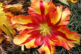 花,红色,橙色