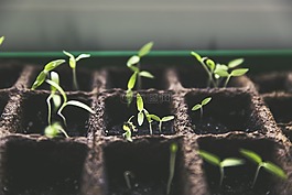 植物,育种,番茄果实