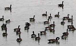 加拿大鹅,水禽,库尔特