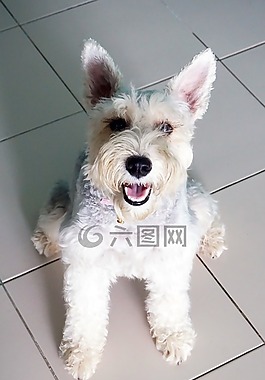狗,arent精明,迷你雪纳瑞