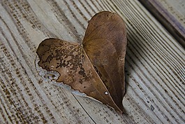 心脏,叶子,亲爱的