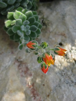 多汁,花,厂