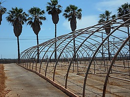 棕榈树,旧温室,温室