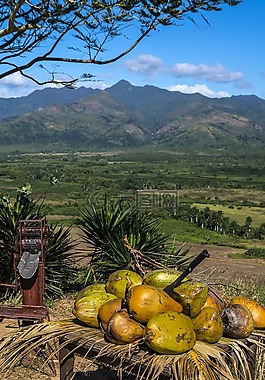 古巴,特立尼达,椰子