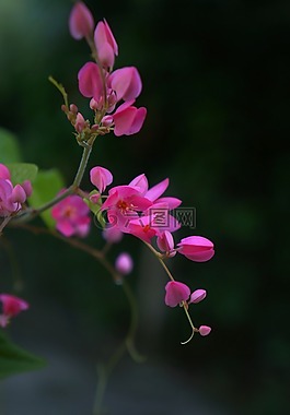 美ti高尔夫,粉红色的花朵,一束花