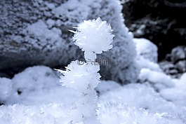 冰花,eiskristalle,白
