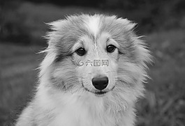 狗,婊子年轻的狗,小狗