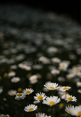 春天,小菊,花田