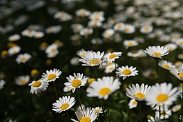 春天,小菊,花田