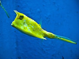 longhorn 海牛,鱼,黄色