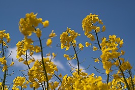 油菜开花,油菜,黄色